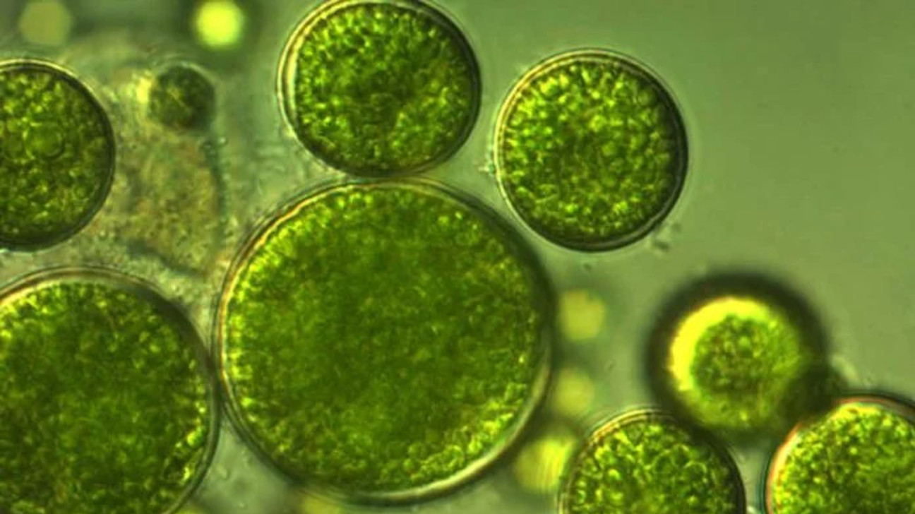 chlorella – Algae Living