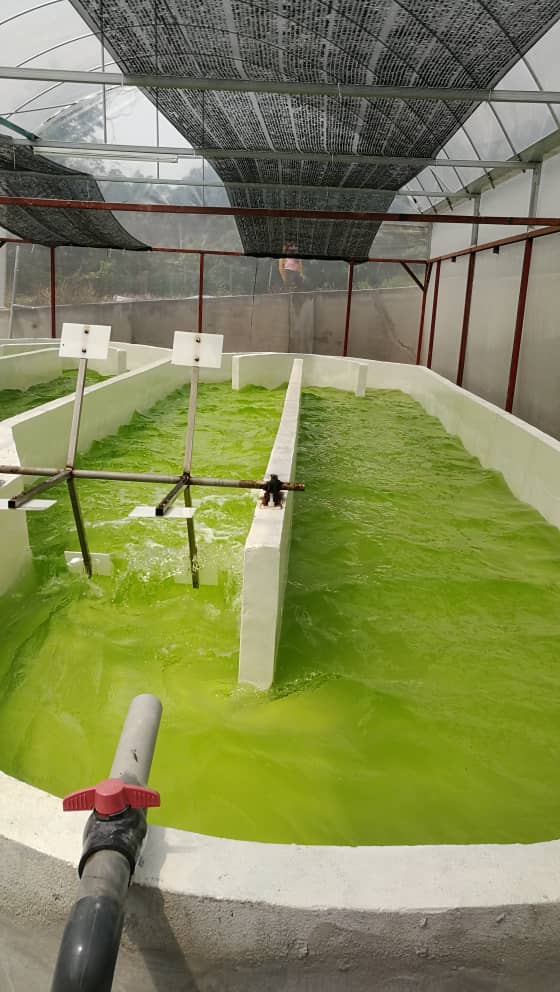 Fresh Nannochloropsis Culture