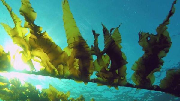 Algae Living – The 1st Microalgae Production in SEA