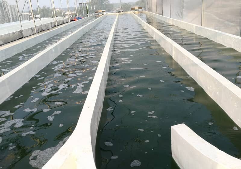 Fresh Spirulina Culture - Image 2