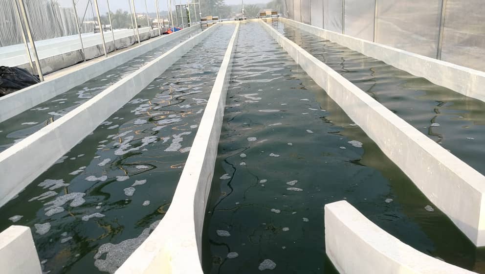 Fresh Spirulina Culture
