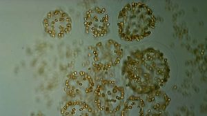 From Ancient Blooms to Future Change: Southern Ocean Algae and Earth’s Climate