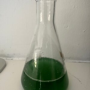 Algae Living Fresh Synechocystis (Blue Green Algae)-1L-Chilled Packaging