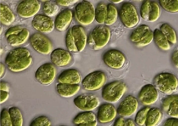Nannochloropsis microalgae as emerging nutraceutical ingredient