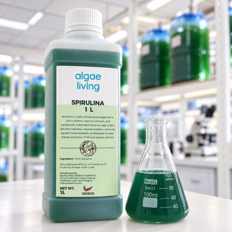 Fresh Spirulina Culture