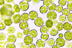 How microalgae reduce greenhouse gases and fight climate change