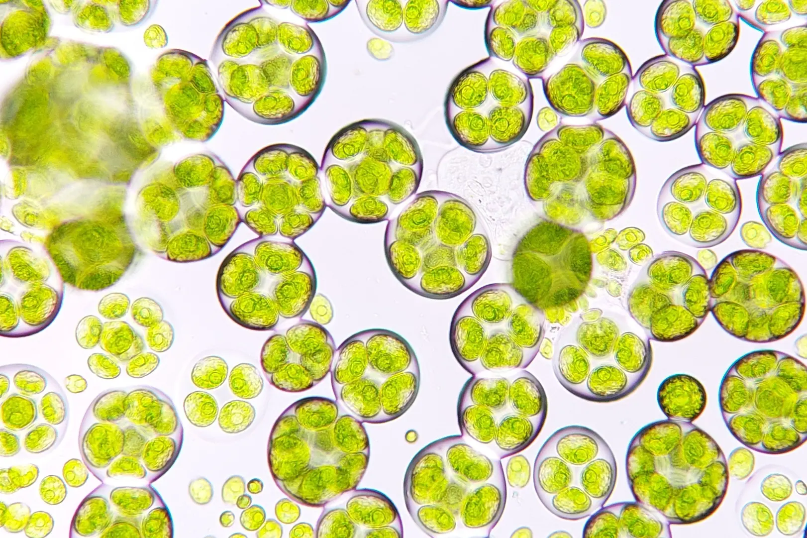How microalgae reduce greenhouse gases and fight climate change