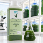 Fresh Nannochloropsis oculata Culture