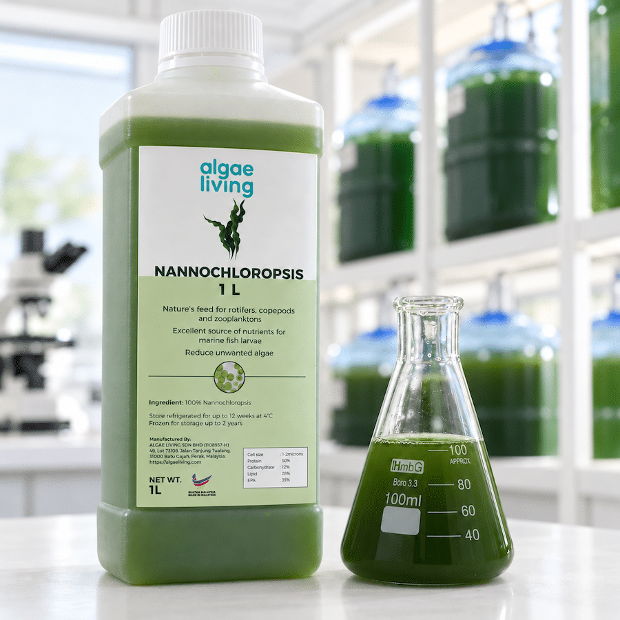 Fresh Nannochloropsis Culture